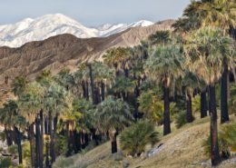 The Coachella Valley Preserve