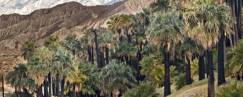 The Coachella Valley Preserve