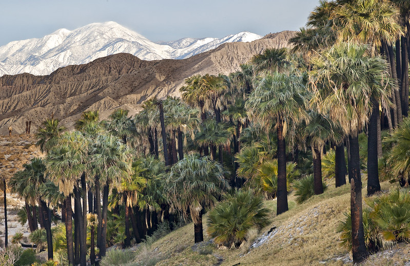 The Coachella Valley Preserve