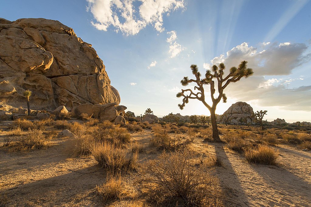 Undeniably stunning Joshua Tree National Park