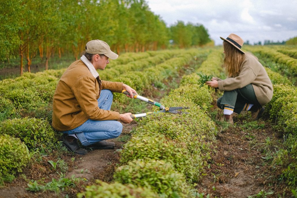 Get free accommodation while traveling by working on an organic farm