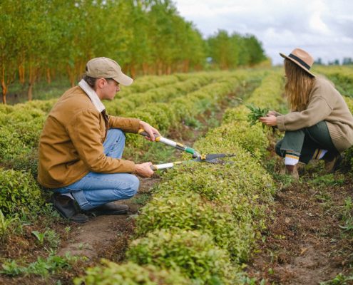 Get free accommodation while traveling by working on an organic farm