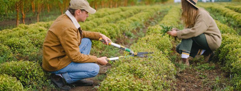 Get free accommodation while traveling by working on an organic farm