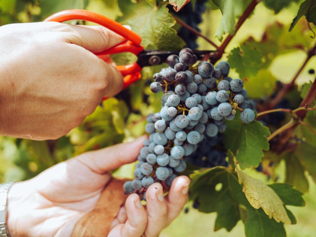 Spend the grape harvest season on a vineyard in Europe