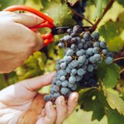 Spend the grape harvest season on a vineyard in Europe