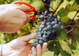 Spend the grape harvest season on a vineyard in Europe