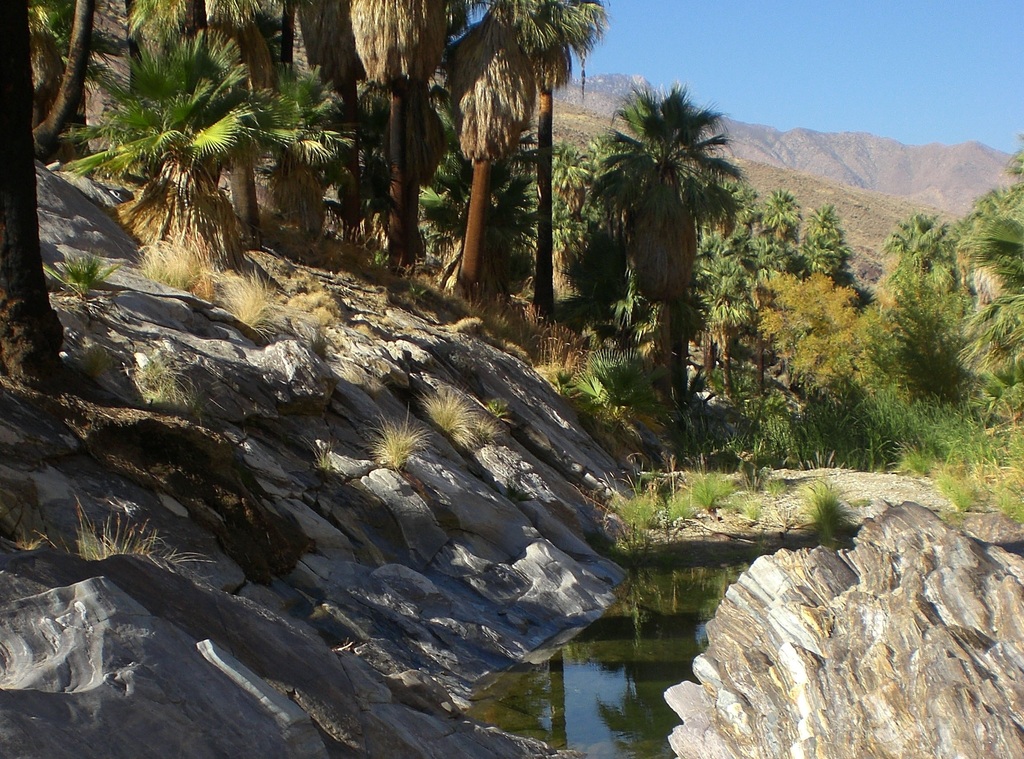Discover a palm oasis on the Palm Canyon Trail, one of the best hikes in Palm Springs