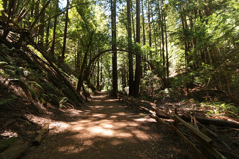 The inviting dog-friendly trails in Redwood Regional Park in Oakland