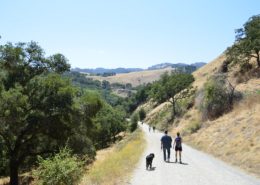 One of many dog-friendly hikes in the Sunol Regional Wilderness