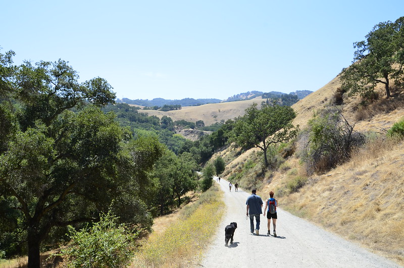 One of many dog-friendly hikes in the Sunol Regional Wilderness