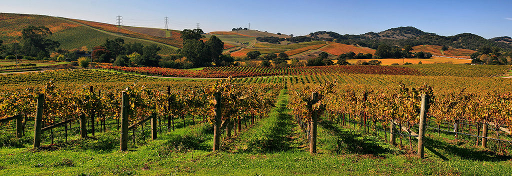 Vineyards in Napa Valley