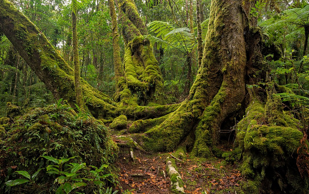 The Beech Forest in Lamington National Park near Brisbane