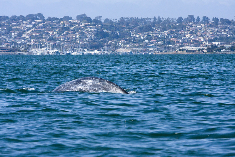 Gray whale spotted in San Diego