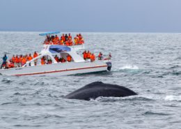 Best places to go whale watching in february