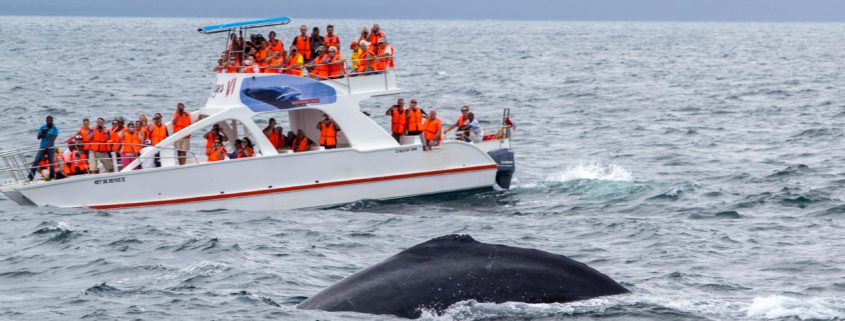 Best places to go whale watching in february