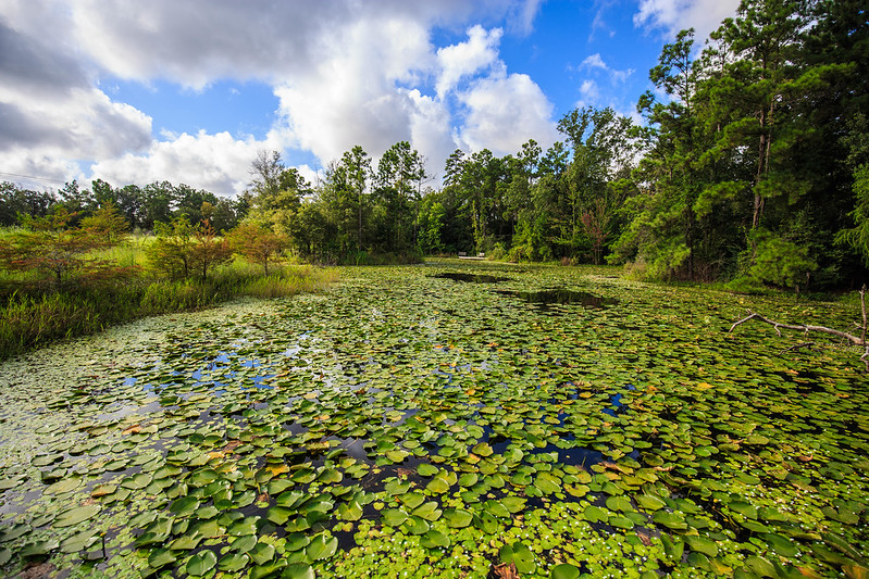 Off the beaten path at the Houston Arboretum