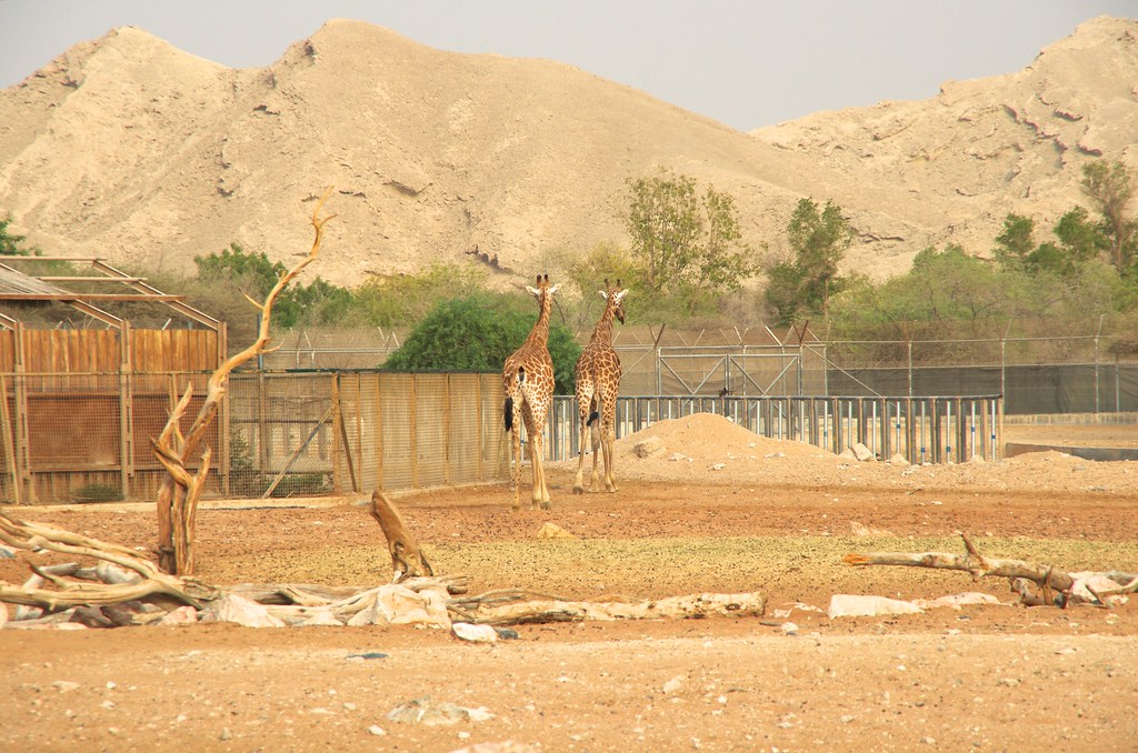 Al Ain Zoo