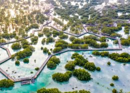 al Jubail Mangrove from above