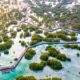 al Jubail Mangrove from above