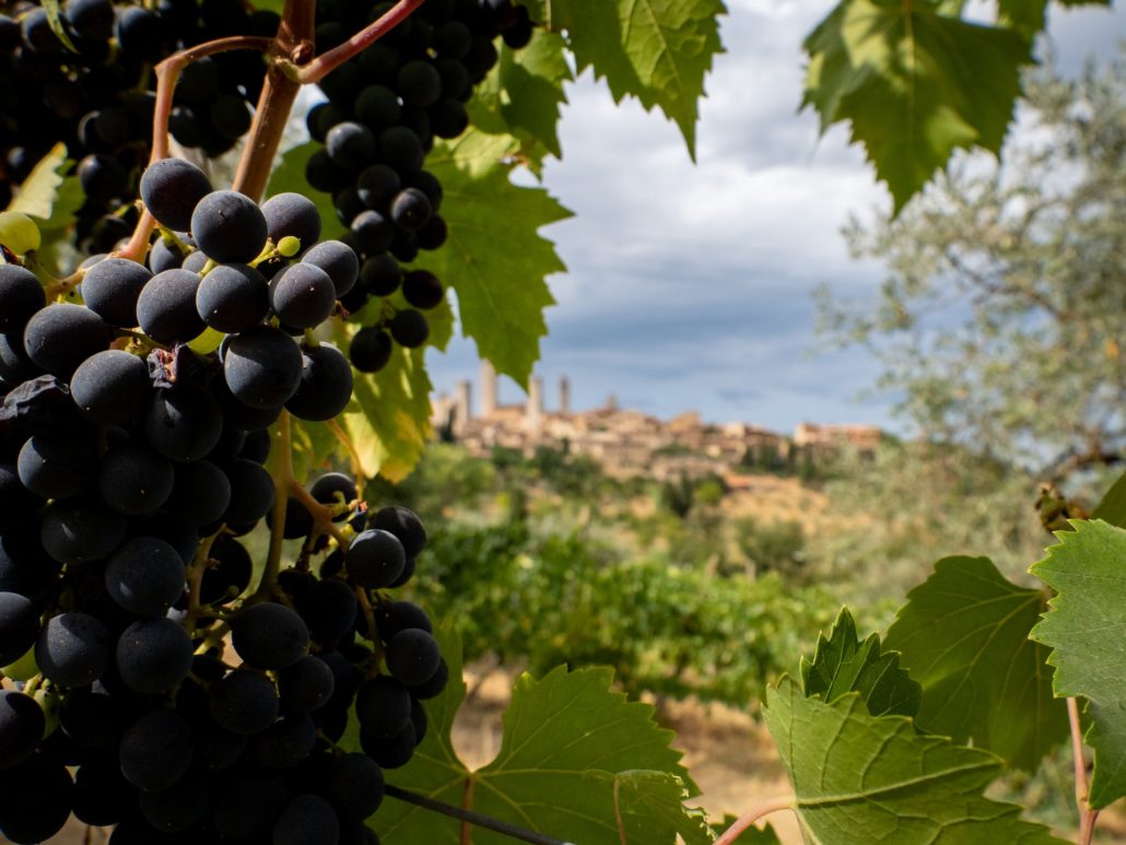 Work the Grape Harvesting Season in Italy