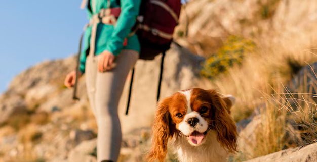 How to Keep Your Dog Comfortable During High-Altitude Adventures